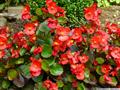Begonia semperflorens